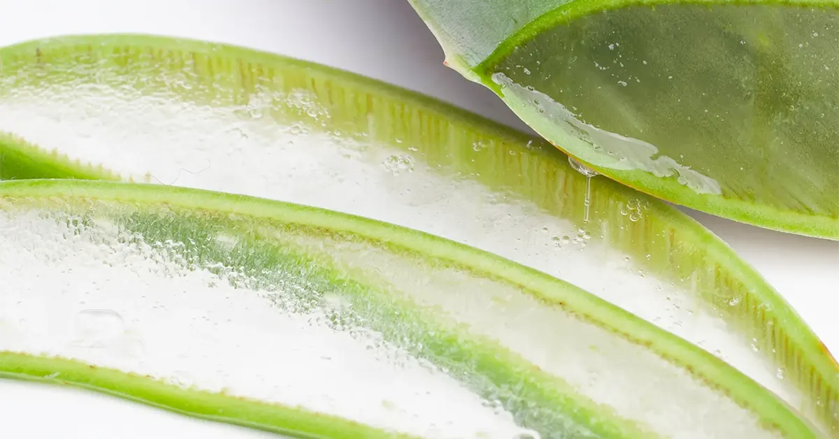 Aloe Vera