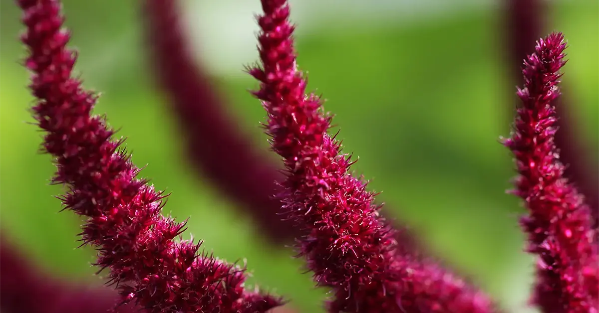 Amaranth