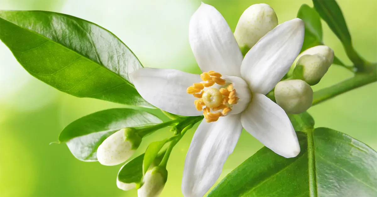 Neroli