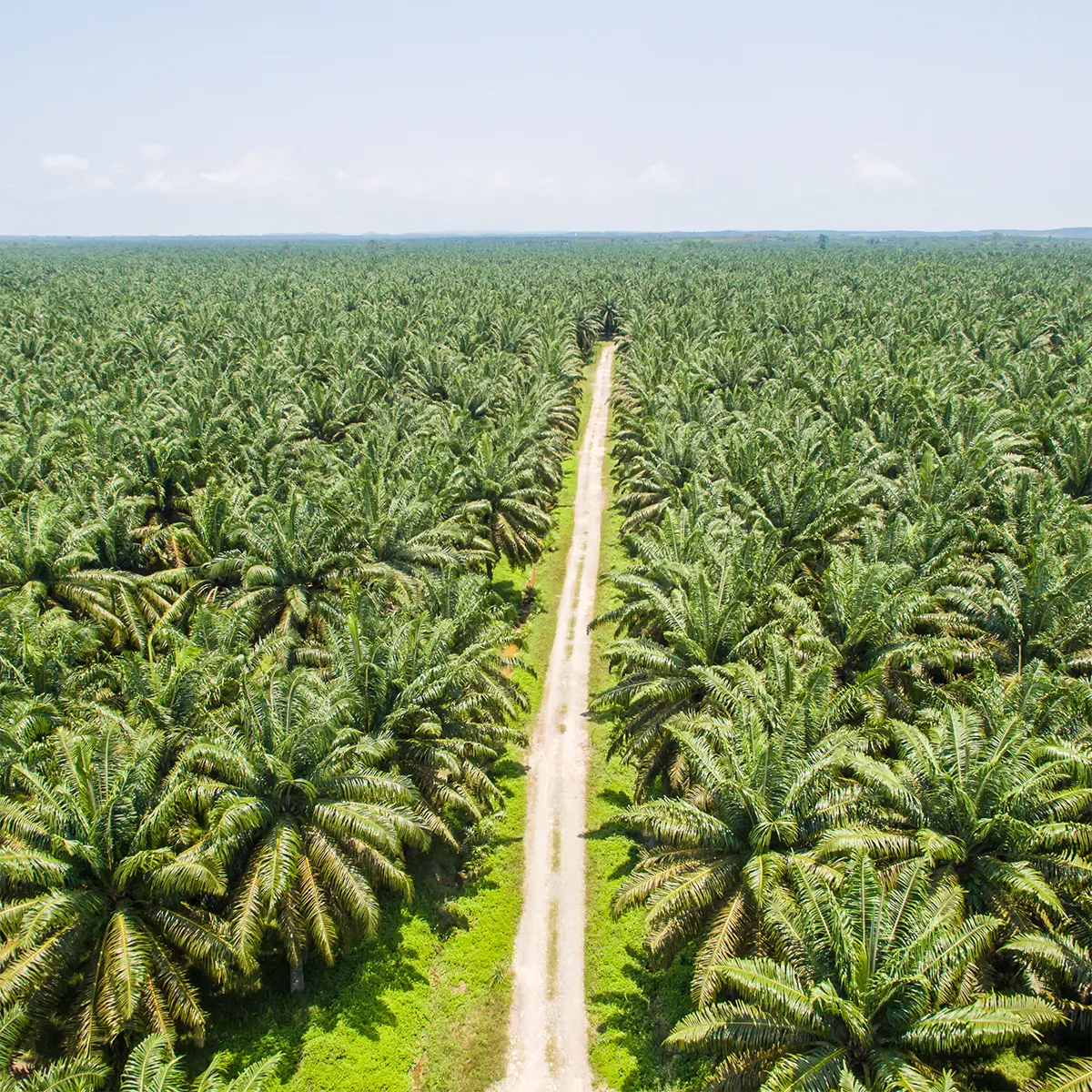 Palme aus der Palmöl gewonnen wird