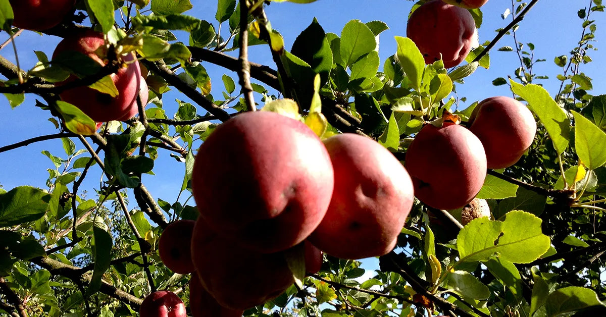 Pektin aus Apfel