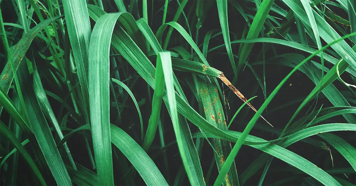 Vetiver