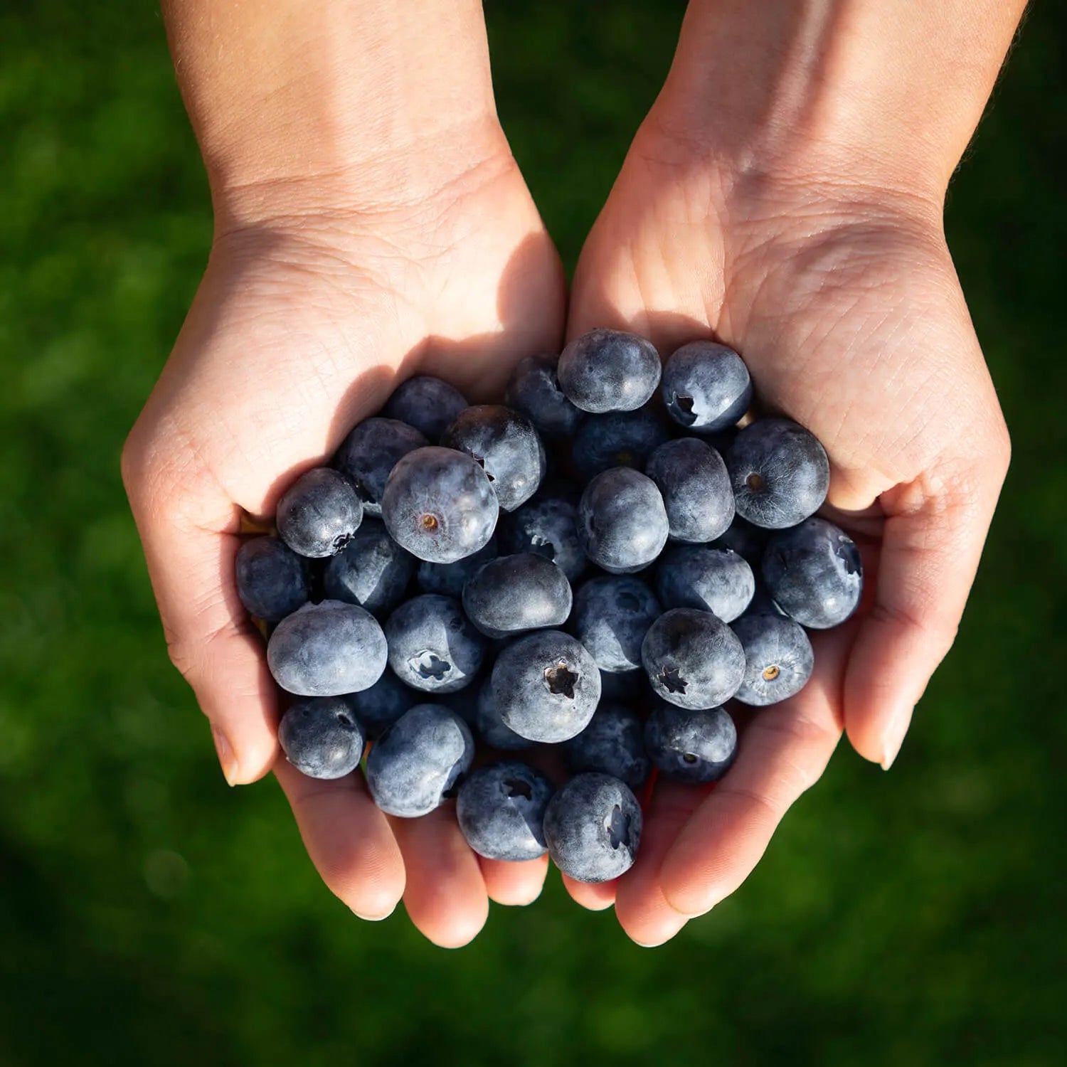 Blaubeeren - entzündungshemmende Ernährung