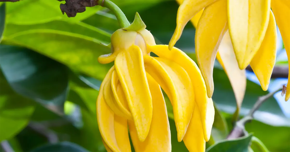 Ylang-Ylang